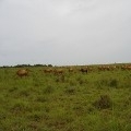 Environnement et agro-pastoralisme